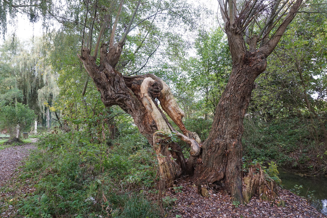 A large old tree by the side of a stream with curled, twisted wood