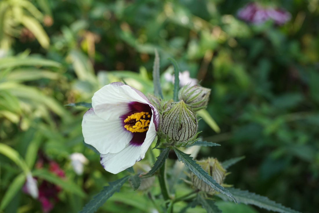 A white flower with a dark purple centre and yellow pollen 