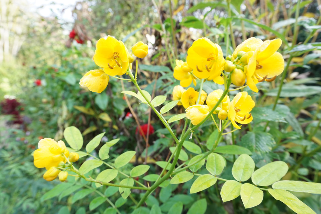 A bright yellow flower and greenery