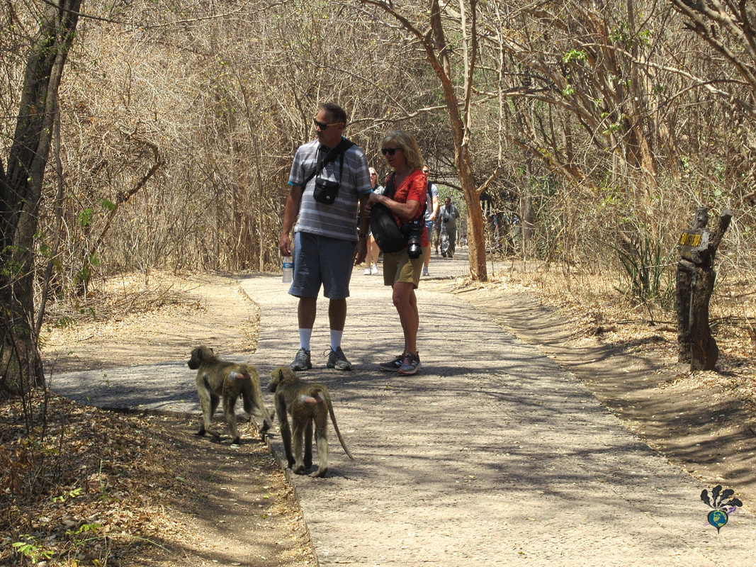 Victoria Falls animals at the National Park: Two baboons on the park path right in front of touristsPicture