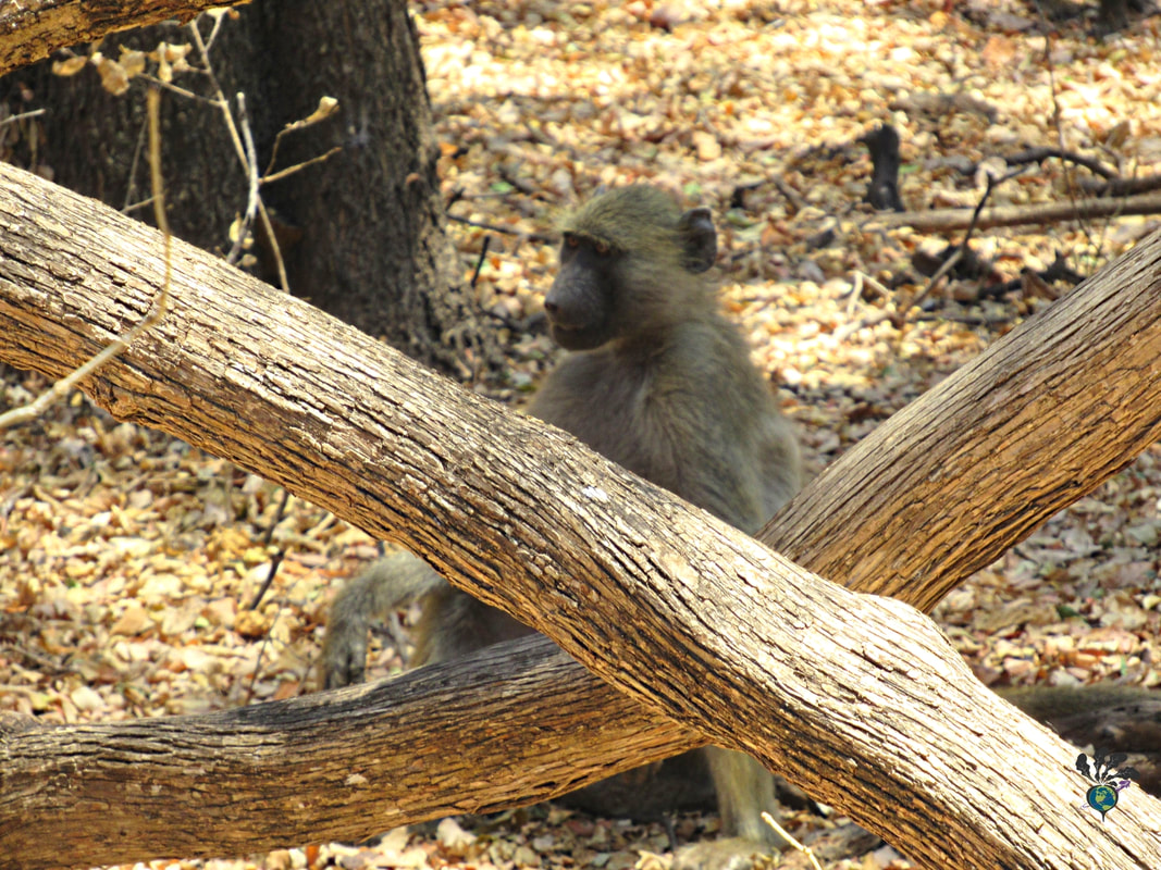 Victoria Falls animals at the National Park: Baboon sitting behind to large crossed branches Picture