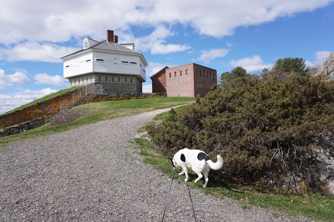 Oliver the dog walks up a path towards the white bunkhouse