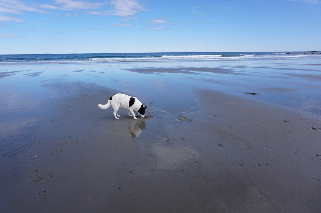 Oliver on a large beach at low tide, with blue skies and wet dark sand