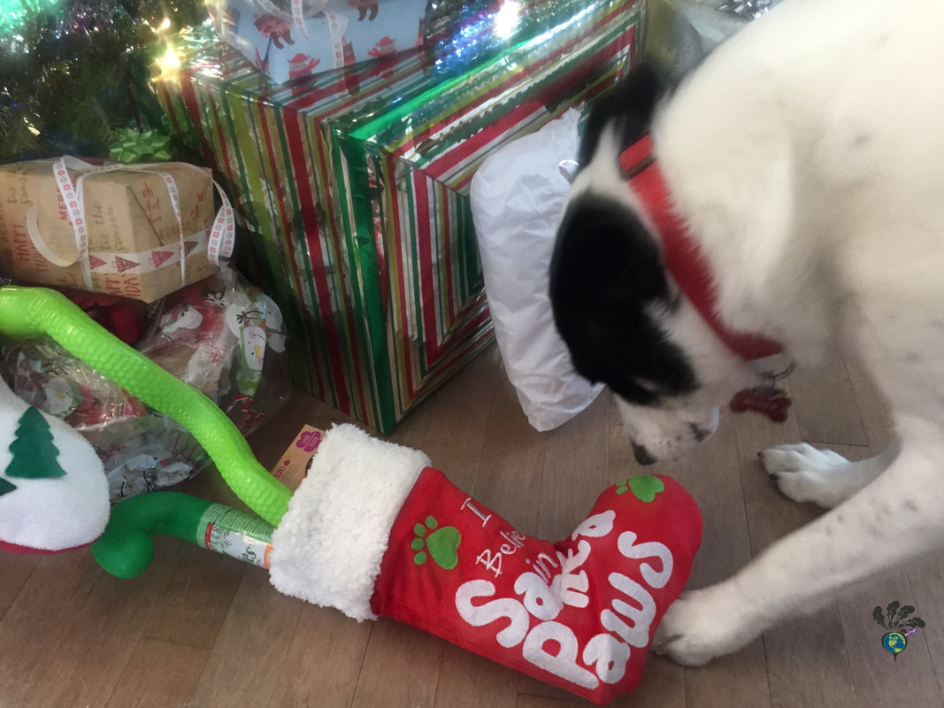 Oliver investigates his red Christmas stocking, surrounded by gifts wrapped in colorful paperPicture