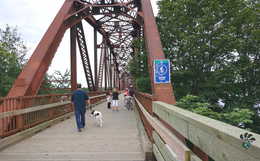 Ollie the dog and some people walk across the old railway bridge in Fredericton.Picture