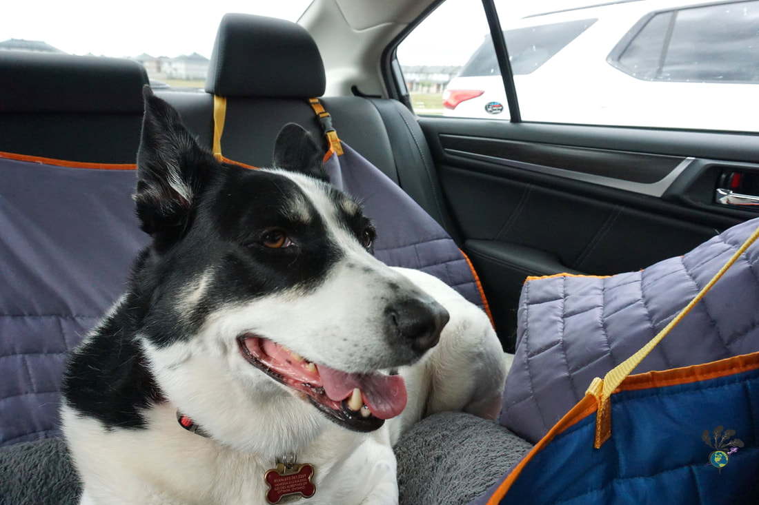Oliver, a black and white dog, lounges in the backseat of the car on top a grey hammock and blanketPicture