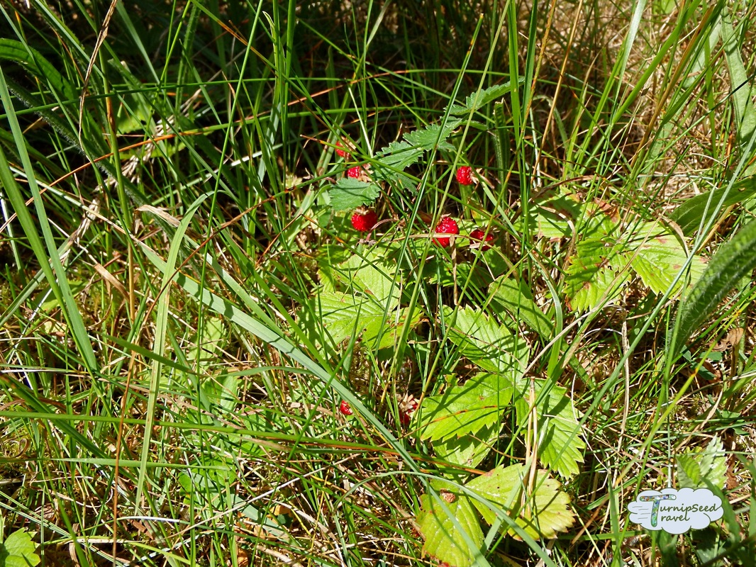 Wild strawberries Uto Sweden Picture
