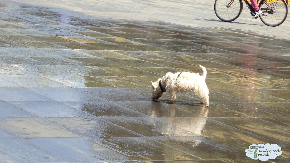 A small white dog licks the wet stones in the public square.