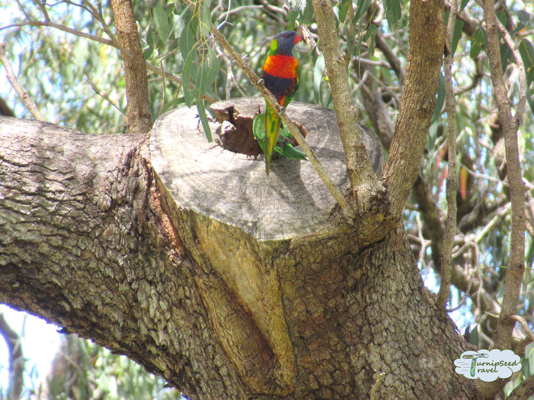 Colorful bird in Kings Park Botanical Garden 