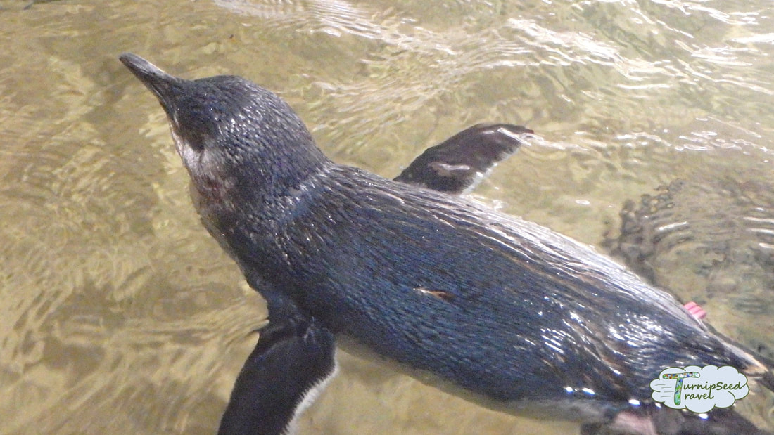 Swimming penguins Sea Life Sydney Picture