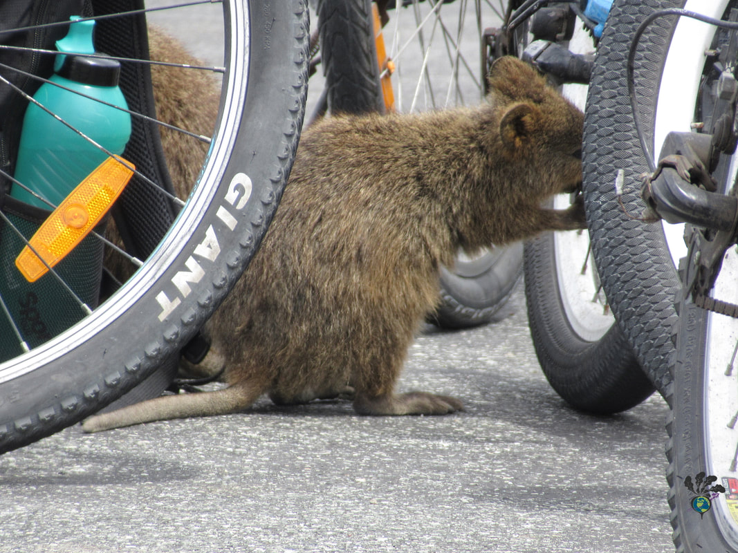 A quokka checks out the tires on several bicycles Picture