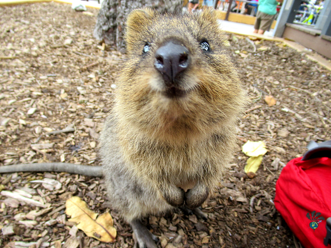 Day trip to Rottnest Island: Brown quokka stands on their hind legs and leans towards the camera.Picture