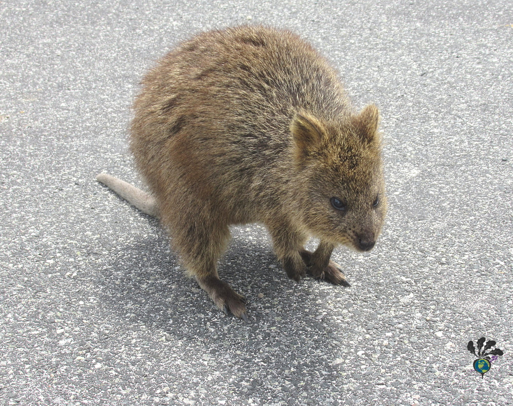 Quokka crouching down, getting ready to hop away.Picture
