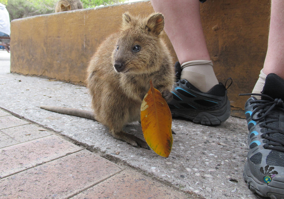 A quokka holding a leaf sits next to Ryan's sneaker clad feet