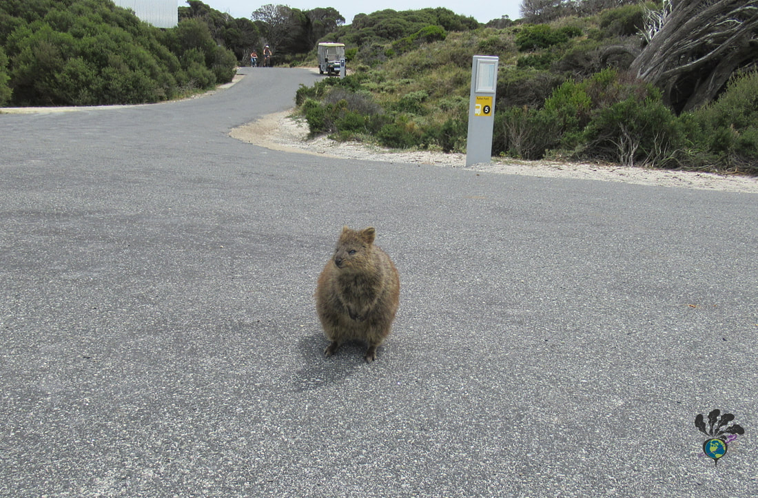 A quokka sits upright in a large parking lot where the mini bus stops, with shrubs and sand in the background