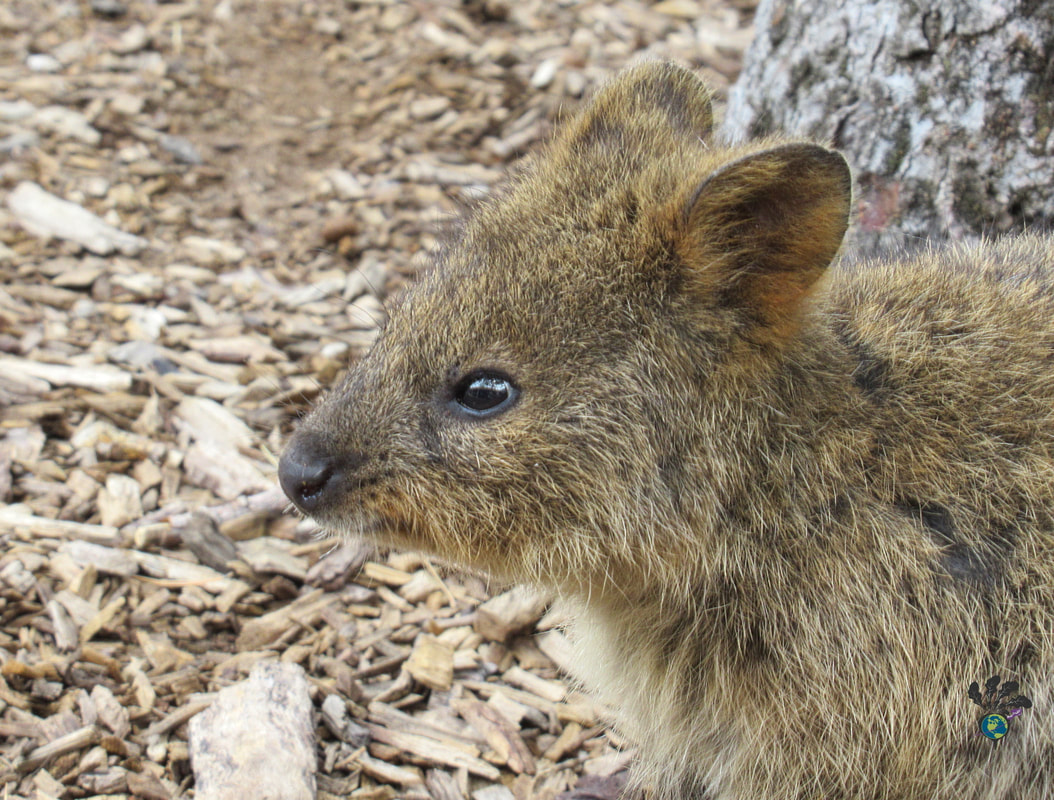 Side profile of a small quokka 