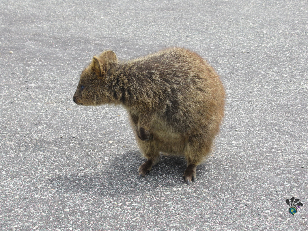 Quokka shows off its profile while sitting upright on pavement Picture