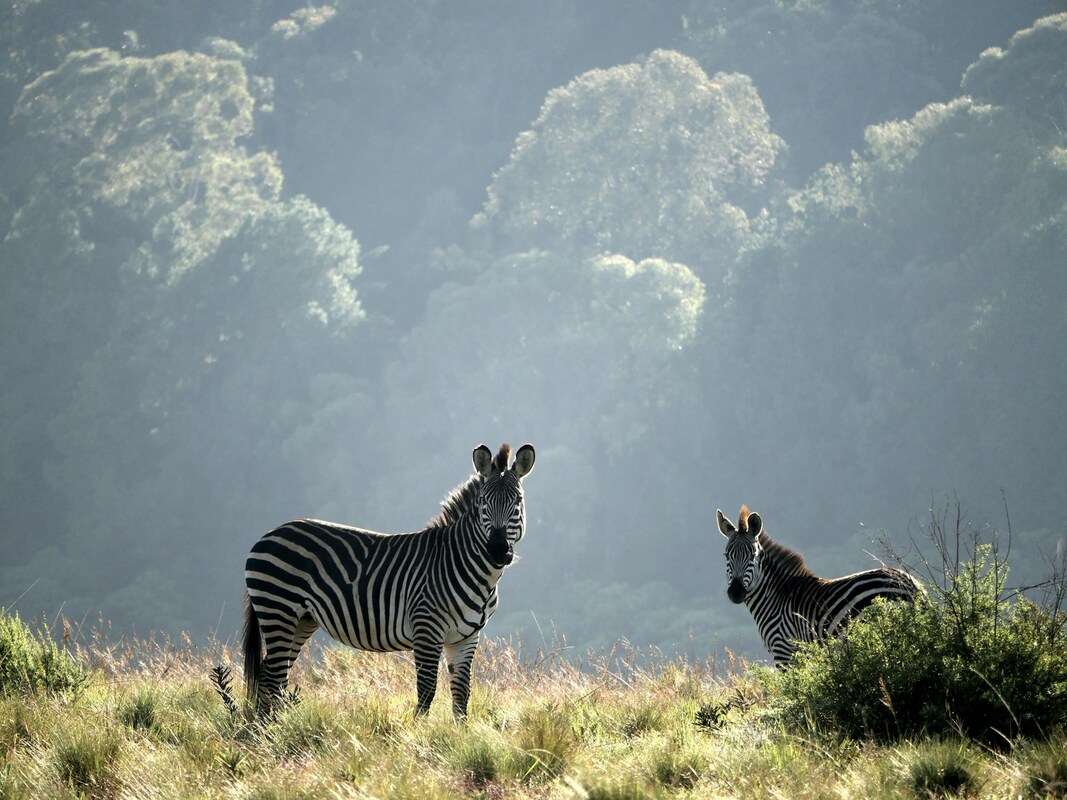 Two zebras look at the camera while standing on a grassy green plain. Picture