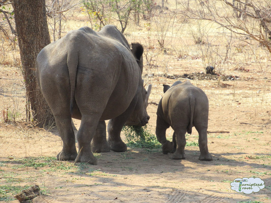 Walking safari with rhinoceros in Zambia