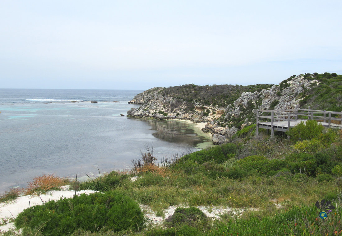 Rottnest Island's rocky shorlinee, covered in shrubs with a boardwalk on one side.Picture