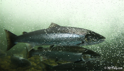 Salmon! Photo courtesy NYFalls.com