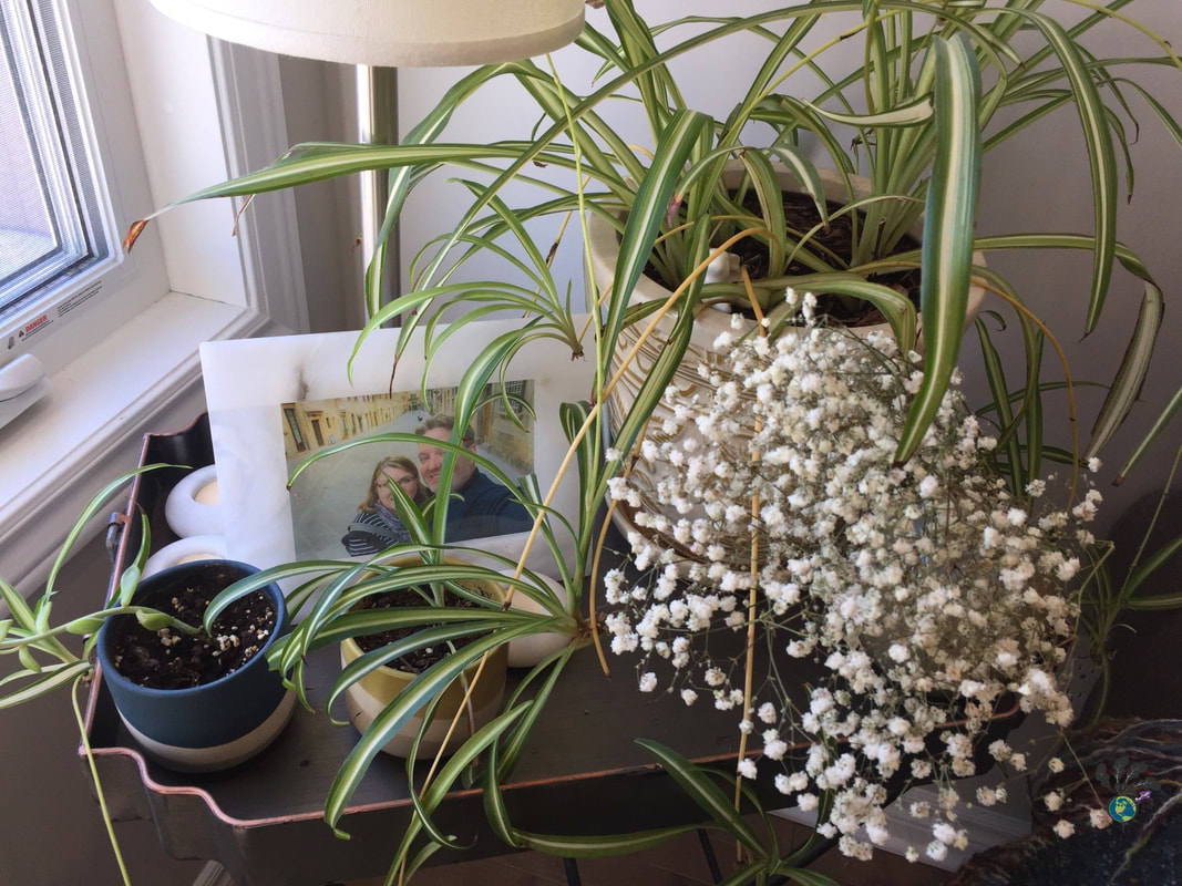 Table filled with spider plants and alabaster picture frames Picture
