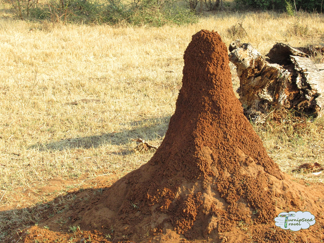 Giant termite mound in Zambia 
