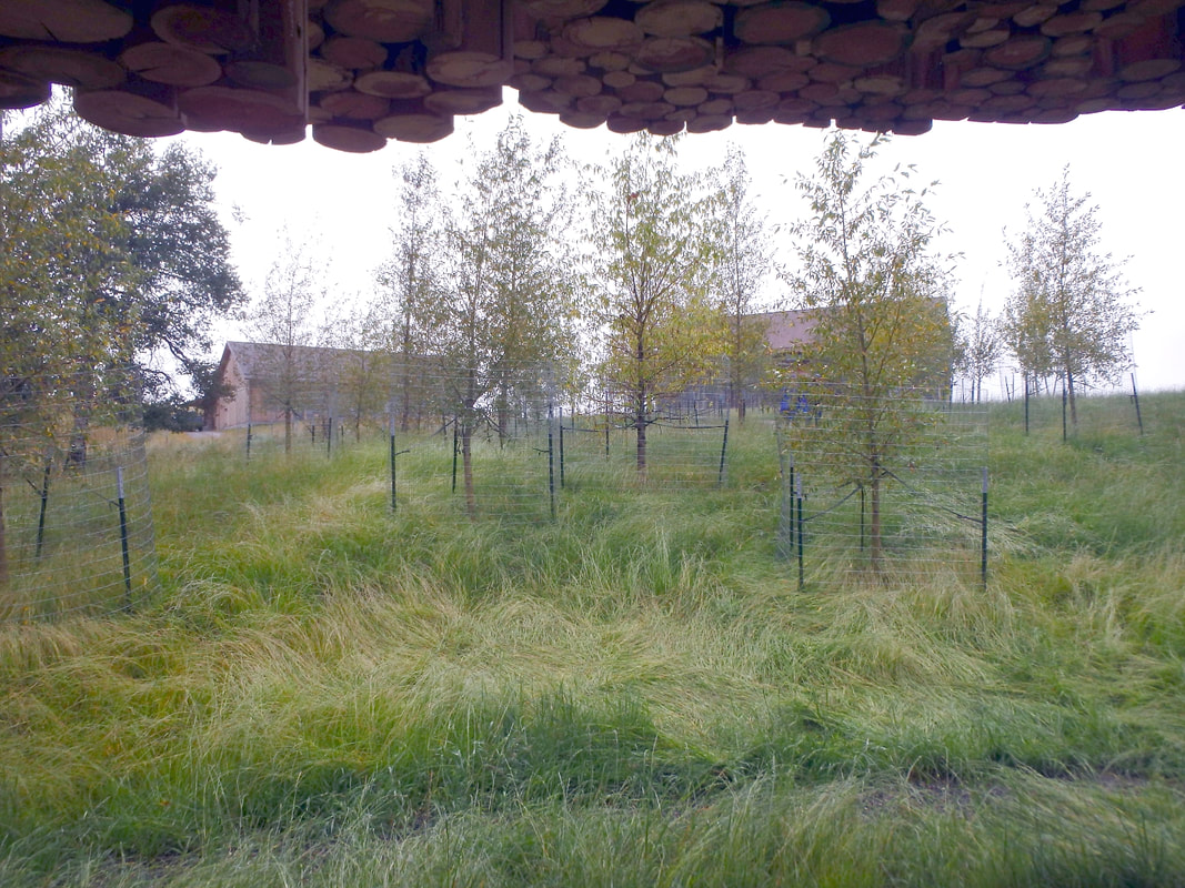 Looking out from the covered outdoor music space made from circular cut offs from logs and out to the thick wild grasses and trees of the ranch