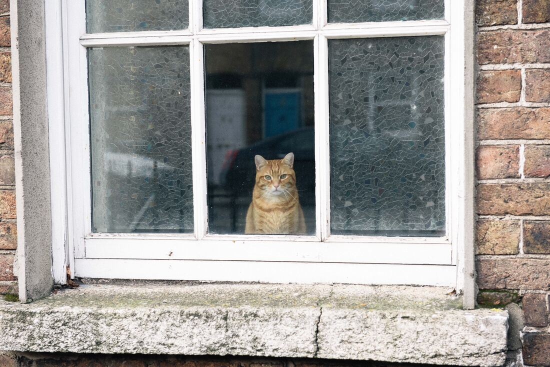 Exploring Dublin's Cozy side by TurnipseedTravel - cat in window 