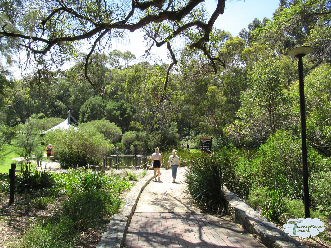 One of the best free things to do in Perth: Walk in Kings Park 