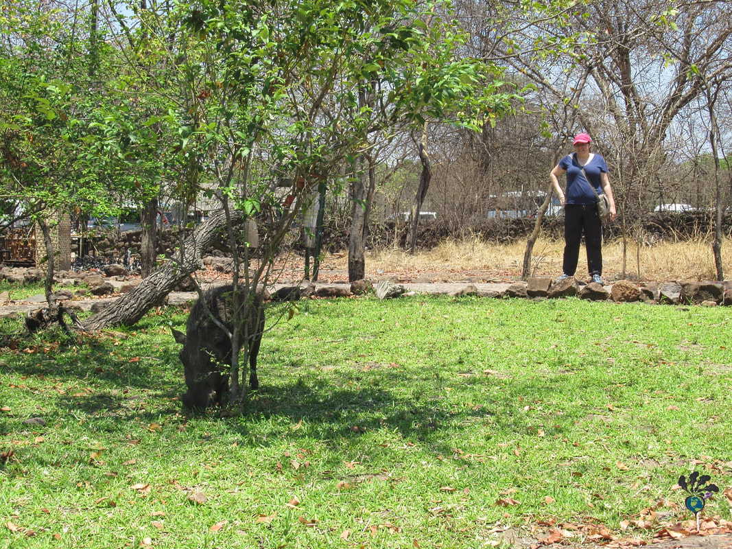 Victoria Falls animals at the National Park: Vanessa watches a warthog munch green grass