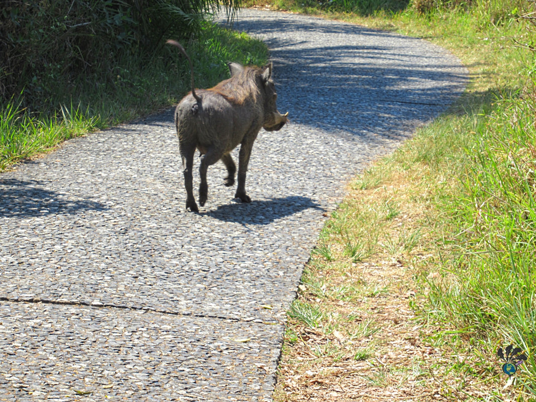 Victoria Falls animals at the National Park: Warthog trots down a paved path