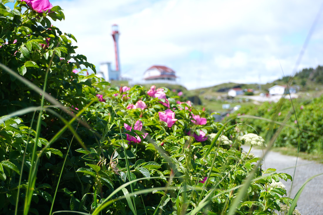 A thick hedge of pink wild roses in the foreground, while the Cape Forchu lighthouse is visible in the background against a light blue sky.
